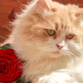 Public Service Announcement: 'Kitten Fur' Perfume is Here