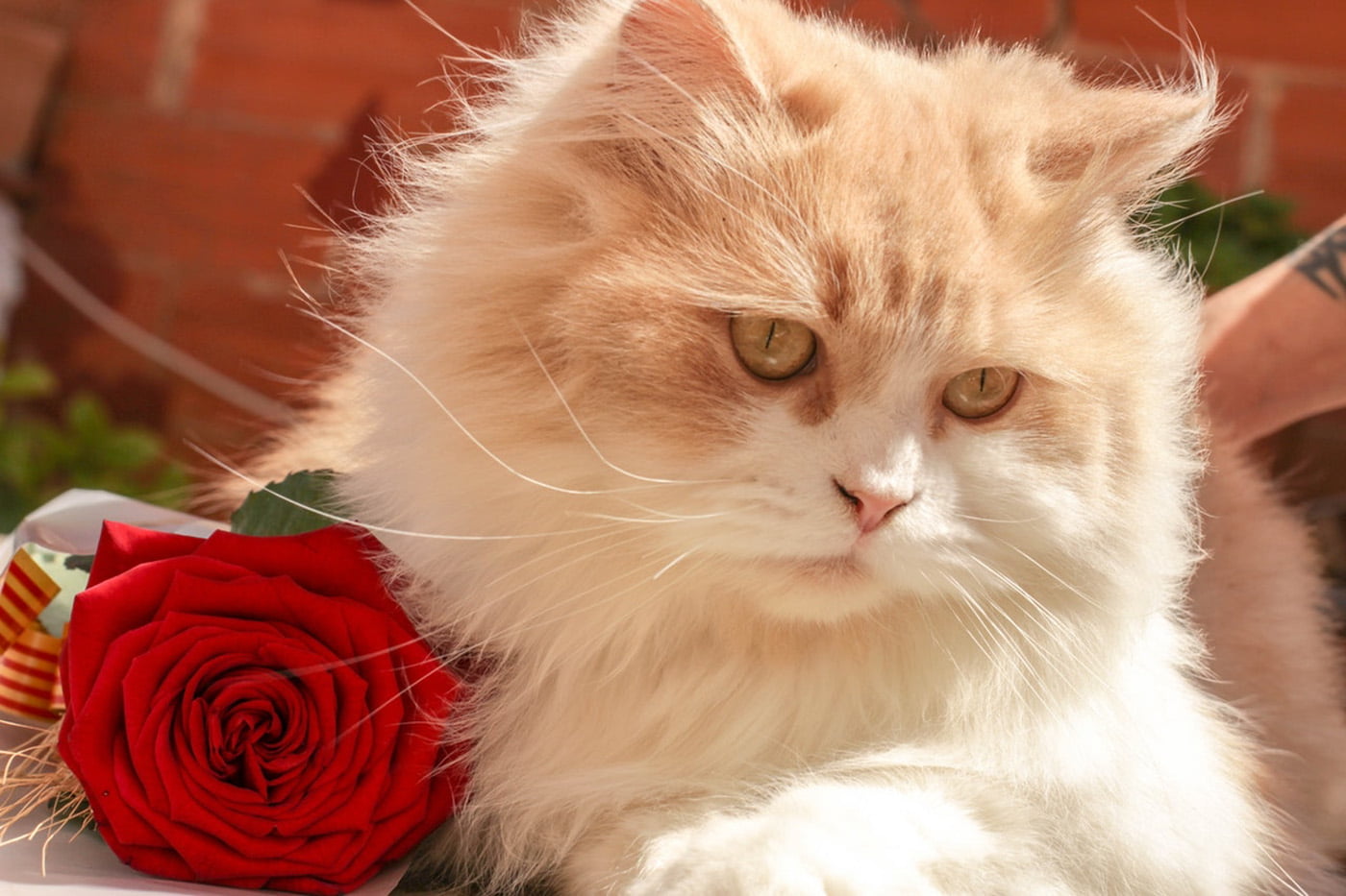 Public Service Announcement: 'Kitten Fur' Perfume is Here
