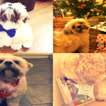Giveaway: It’s Time for Teddy’s Competition!