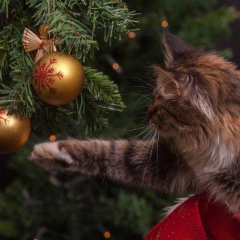 Some Of Our Favourite Christmas Traditions