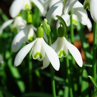 Here's What You Can Prepare In Your Garden This February