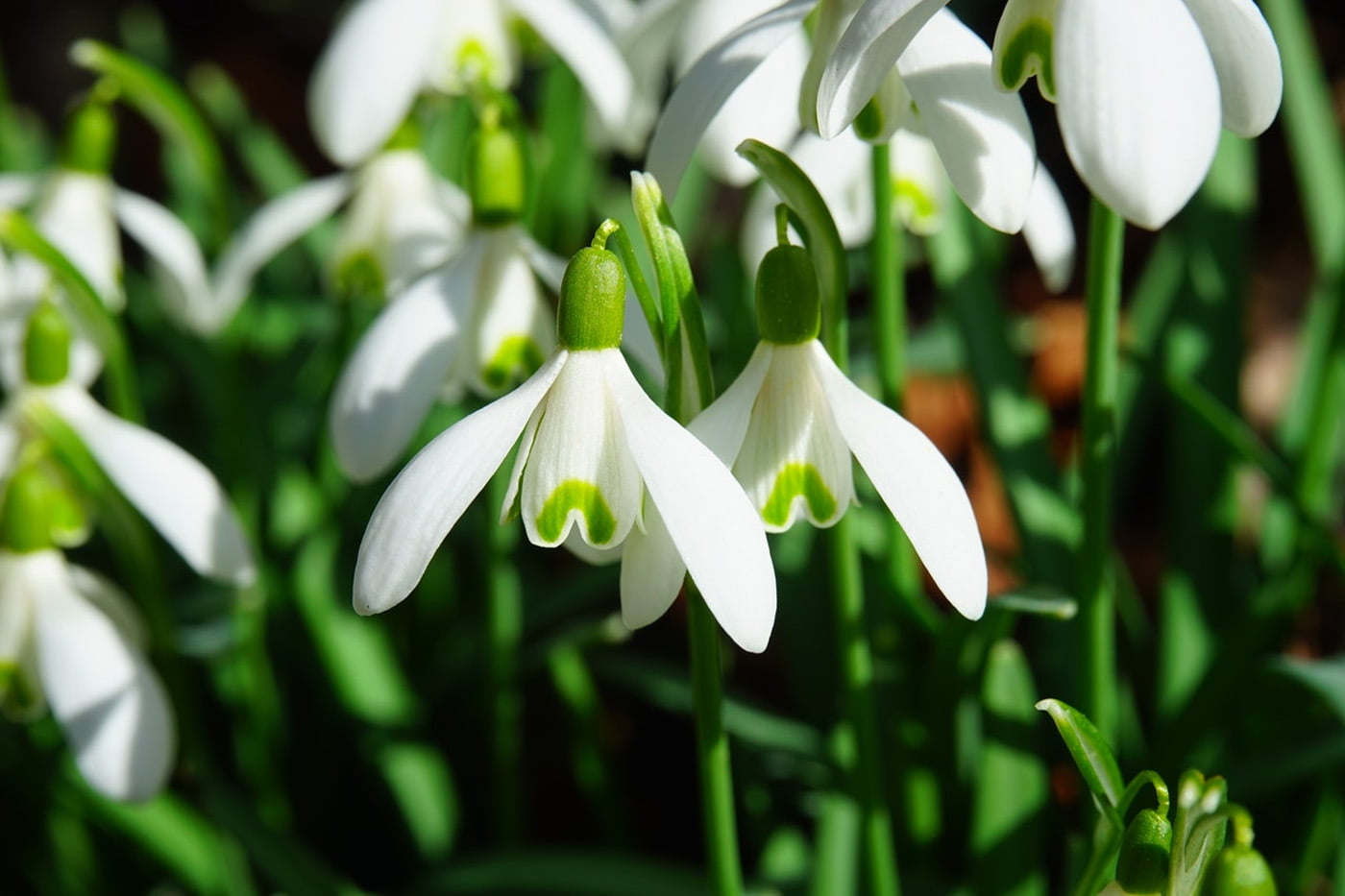 Here's What You Can Prepare In Your Garden This February