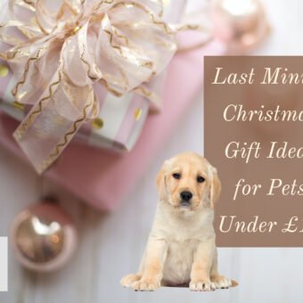 Last Minute Christmas Gift Ideas for Pets Under £10