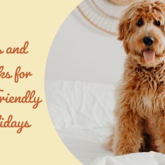 Tips and Tricks for Pet Friendly Holidays