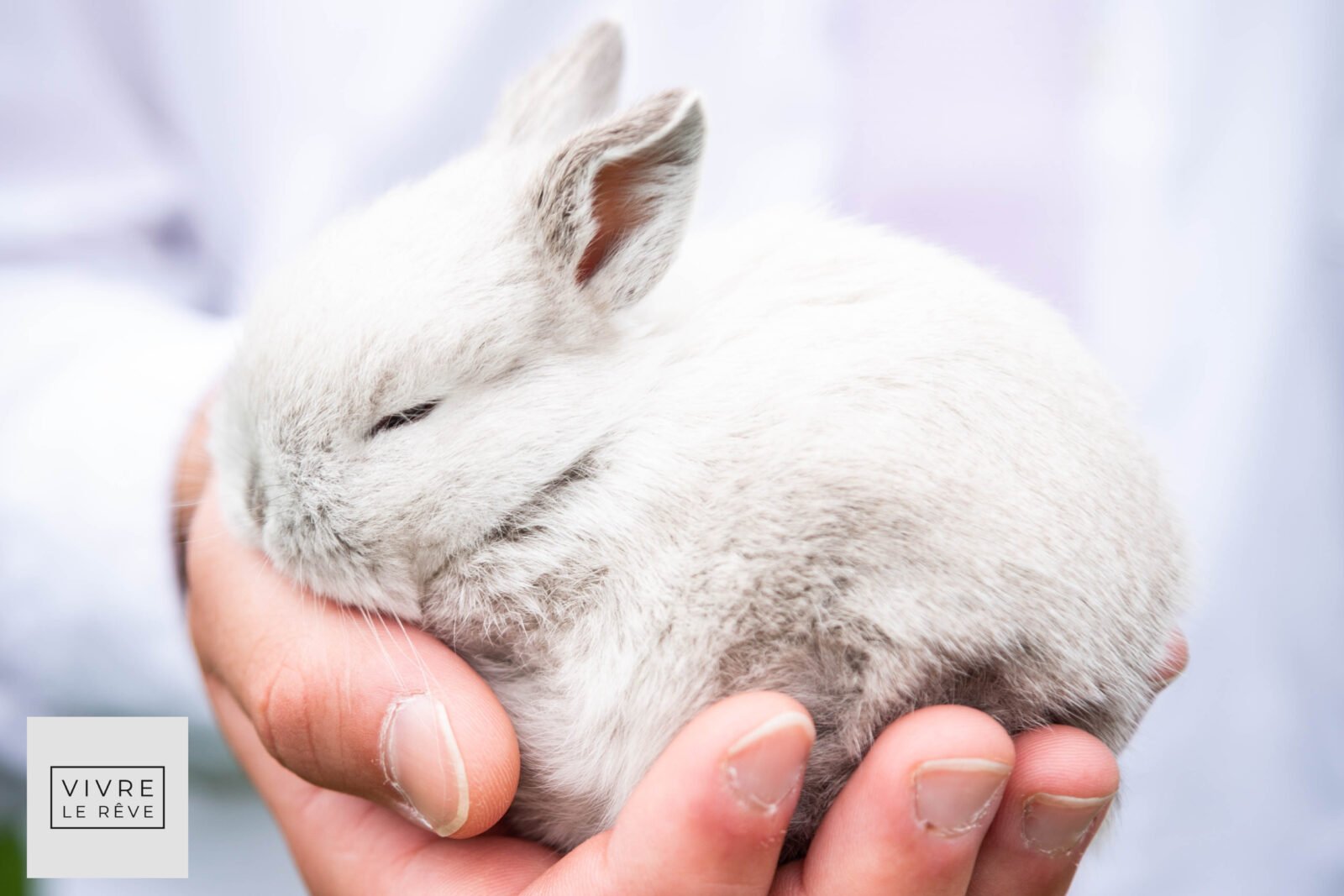 How to Care for A New Rabbit in Your Family’s Life: Four Tips