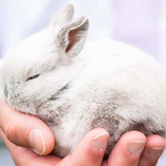 How to Care for A New Rabbit in Your Family’s Life: Four Tips