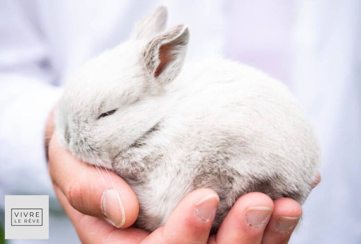 How to Care for A New Rabbit in Your Family’s Life: Four Tips