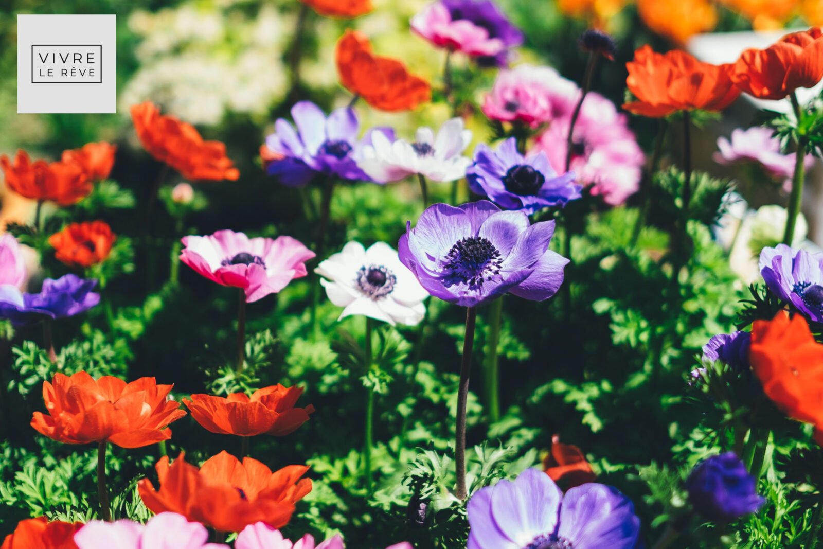 How To Choose the Right Flowering Plants for Your Garden