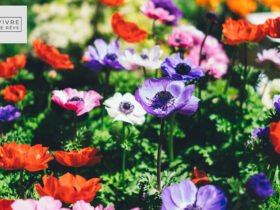 How To Choose the Right Flowering Plants for Your Garden