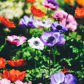 How To Choose the Right Flowering Plants for Your Garden