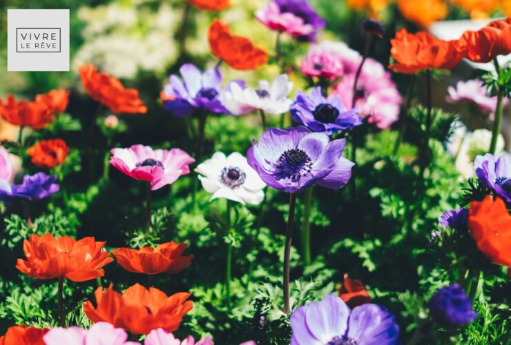 How To Choose the Right Flowering Plants for Your Garden