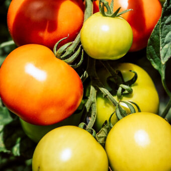 How To Grow Vegetables in the UK