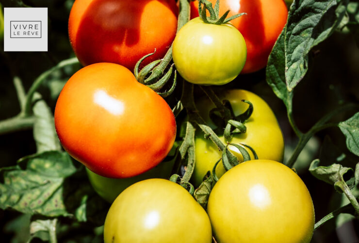 How To Grow Vegetables in the UK