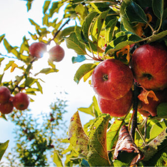 Best Fruit Trees To Grow in UK