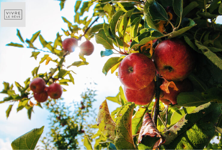 Best Fruit Trees To Grow in UK