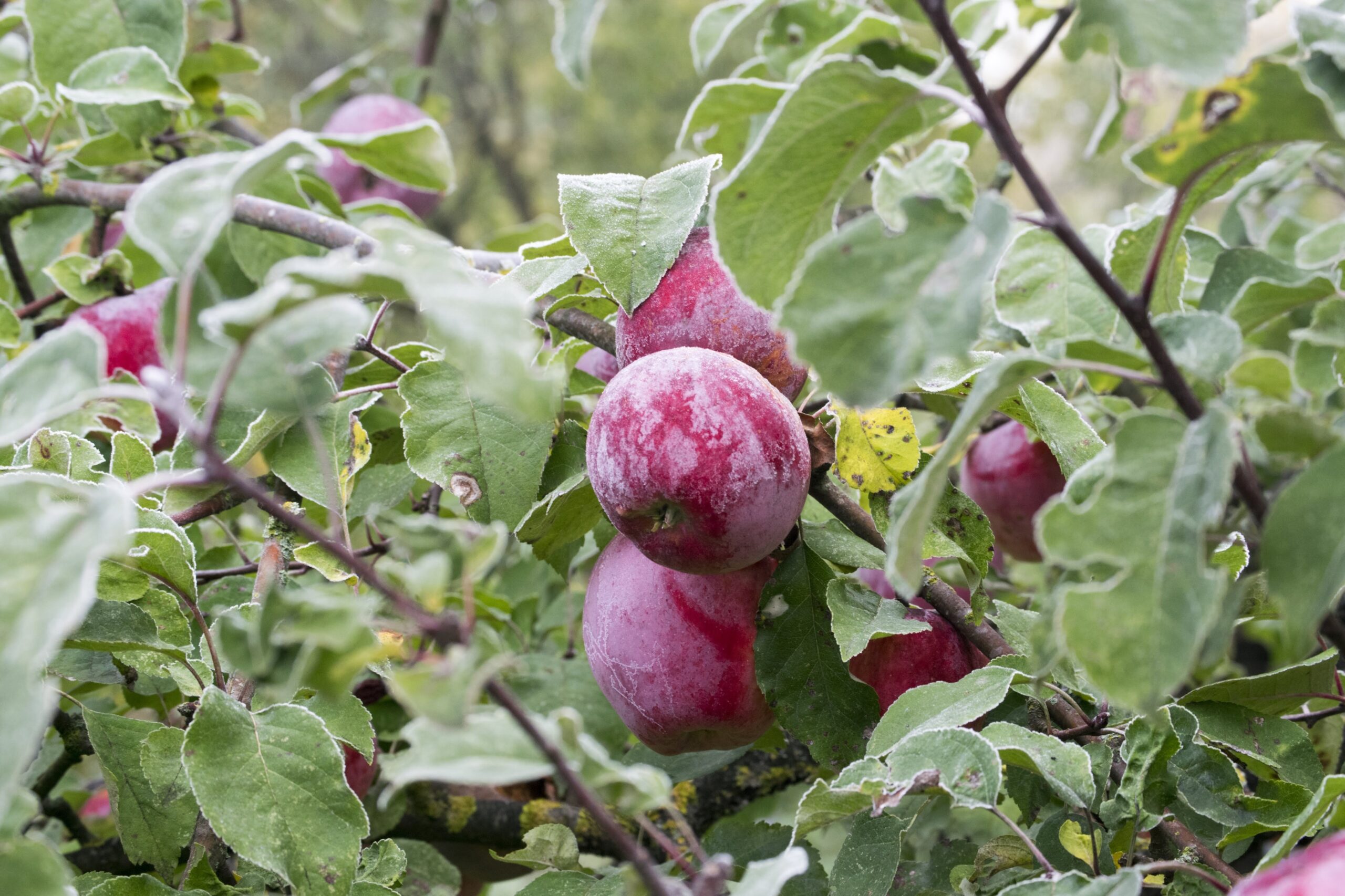 Best Fruit Trees To Grow in UK
