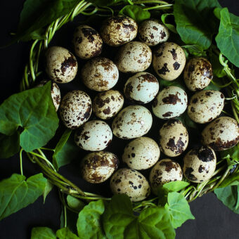 Can You Keep Quails in the UK?