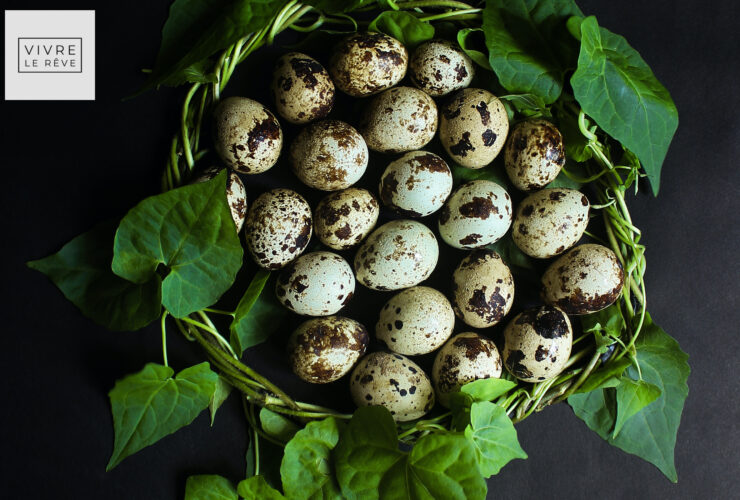 Can You Keep Quails in the UK?