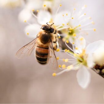 How Much Does It Cost To Start Beekeeping UK?