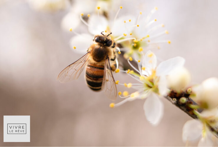 How Much Does It Cost To Start Beekeeping UK?