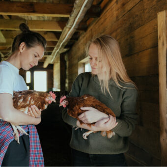 How To Get Started Keeping Chickens in the UK