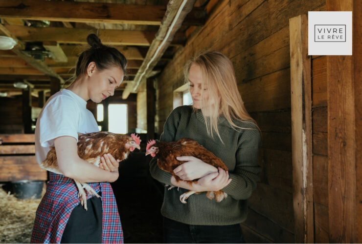 How To Get Started Keeping Chickens in the UK